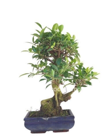 Filo Bonsai Scultura Con Foglie Verdi E Vasi In Terracotta Regalo  Decorazioni Per La Casa -  Italia