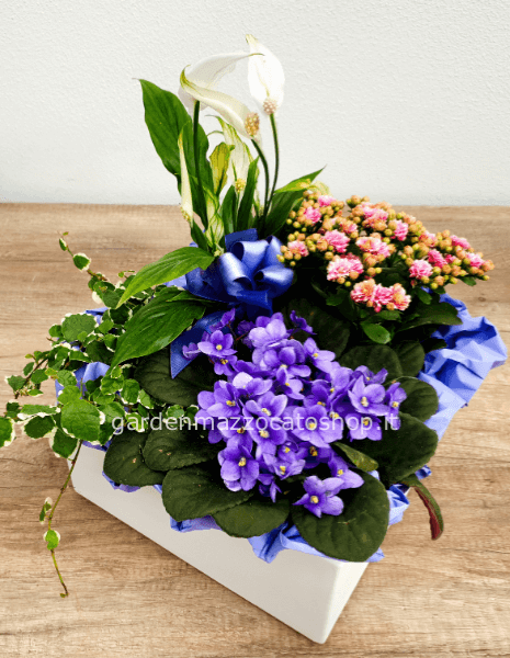 Composizione mista resina piante da interno