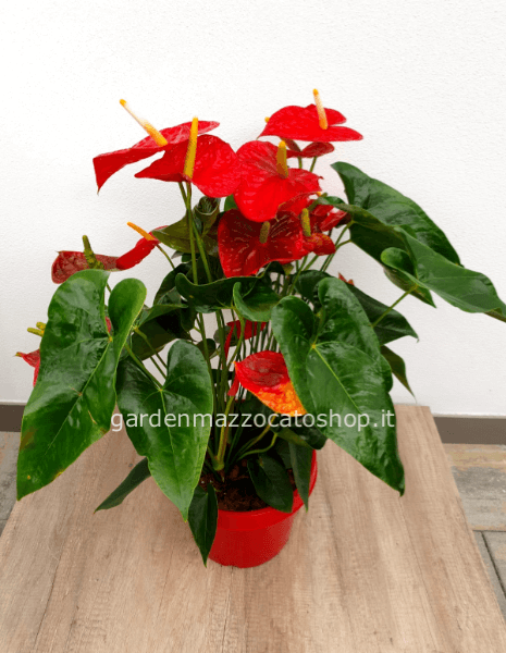 Anthurium Maxi 80cm