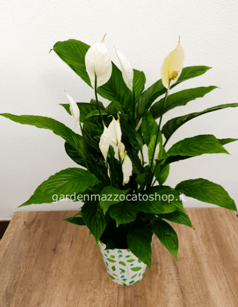 Spathiphyllum Maxi 75cm