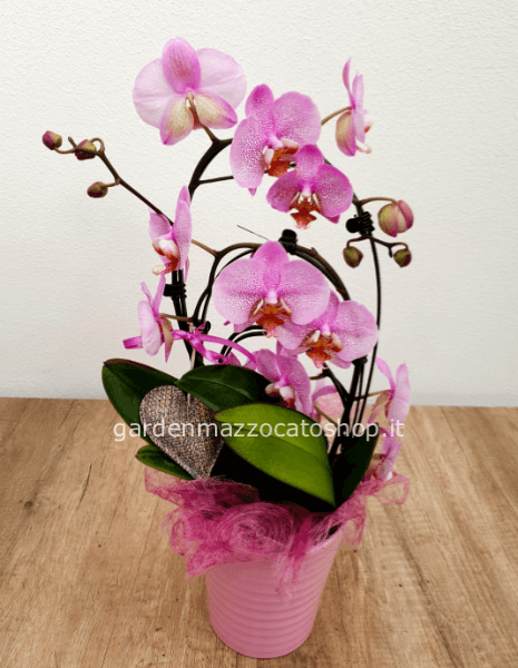 Orchidea forma particolare