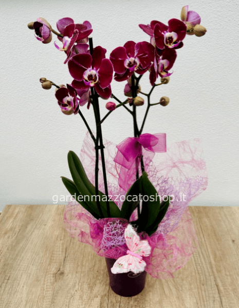 Orchidea con vaso in ceramica