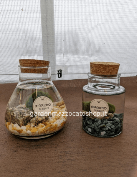 Marimo o Alga Palla Giapponese misura piccola