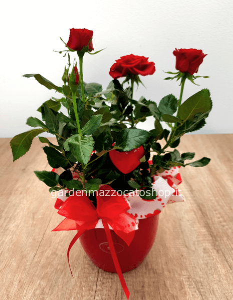 Pianta di roselline confezionata