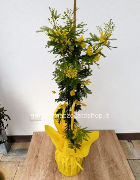 Pianta di mimosa fiorita confezionata