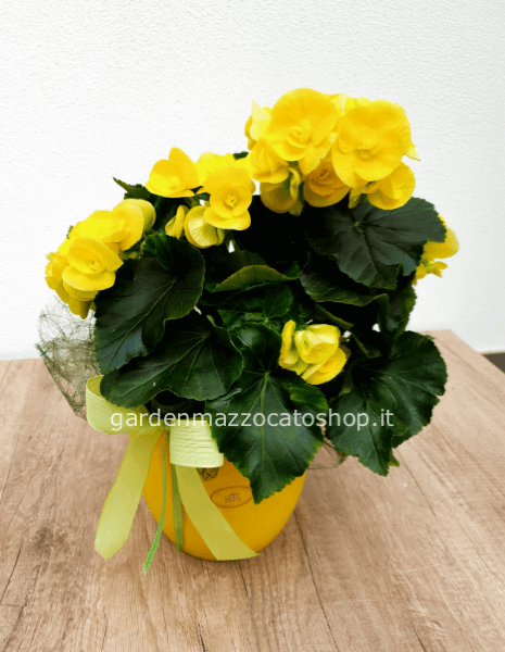 BEGONIA CON VASO IN CERAMICA