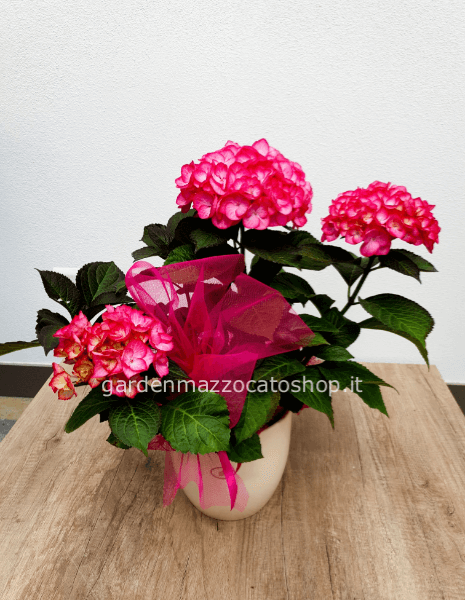 ORTENSIA CONFEZIONATA