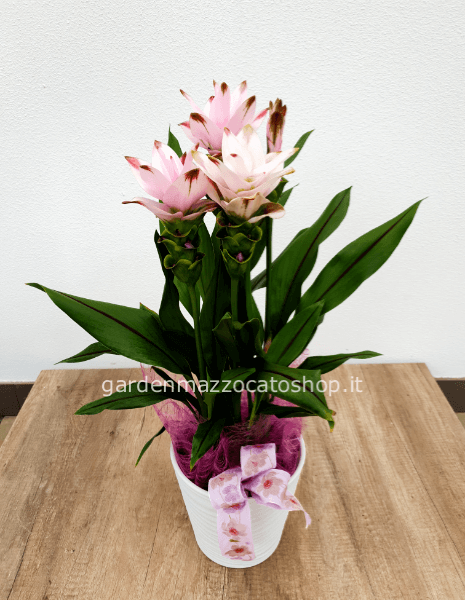 Pianta di Curcuma confezionata