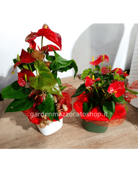 Anthurium confezionato in vaso