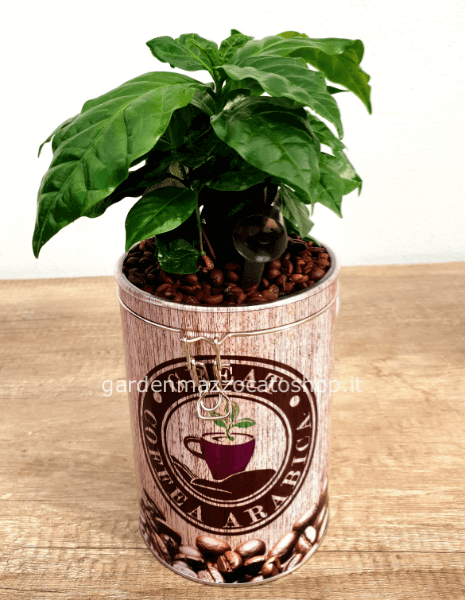 Pianta di caffè con vaso in latta e tappo ermetico