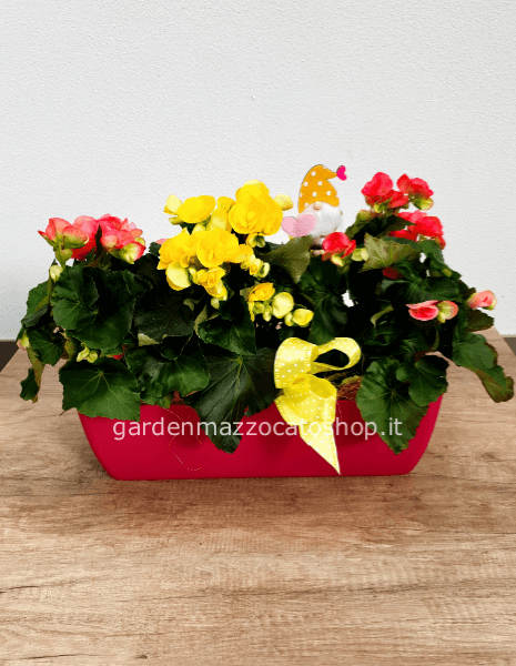 Vaschetta plastica con begonie