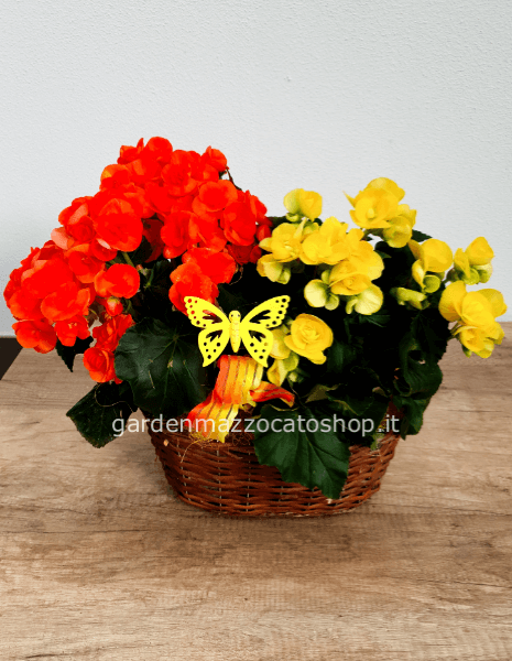 Cesto legno con begonie