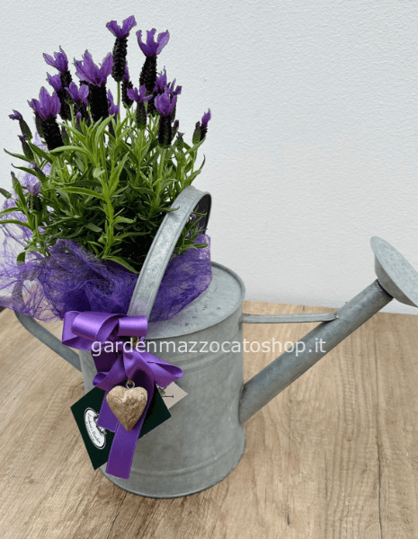 Lavanda su innaffiatoio in latta