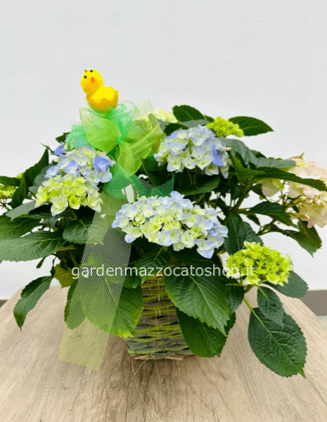 Ortensia su cesto colorato