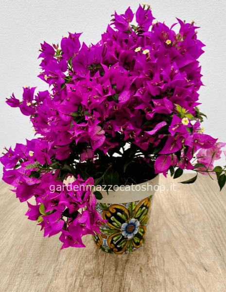 Bouganville confezionata