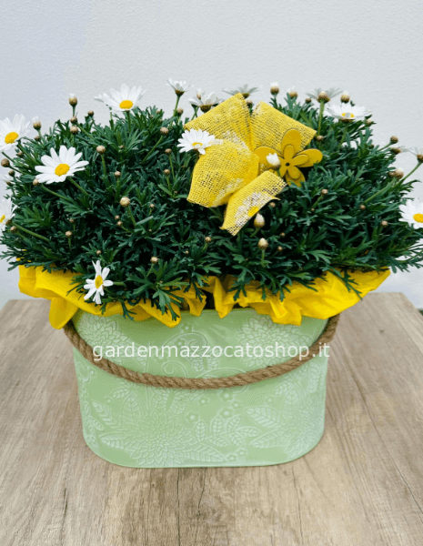 Margherite v18 confezionate su caspò ovale in latta decorato