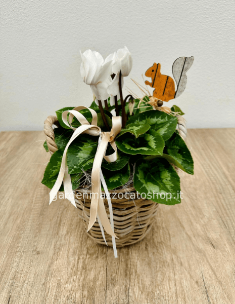 CICLAMINO GRANDE CON CESTINO IN VIMINI