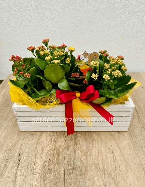 KALANCHOE VASO 15 SU CASSETTINA DI LEGNO