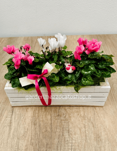 CASSETTINA DI 3 CICLAMINI MINI CON DECORO