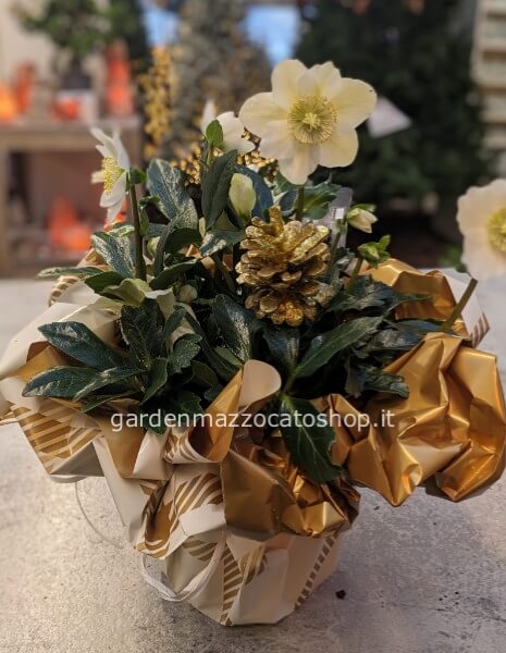 Elleboro - Rosa di Natale