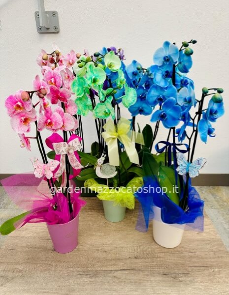ORCHIDEA COLORATA