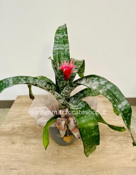 AECHMEA PRIMERA FASCIATA CON VASO IN CERAMICA + DECORO