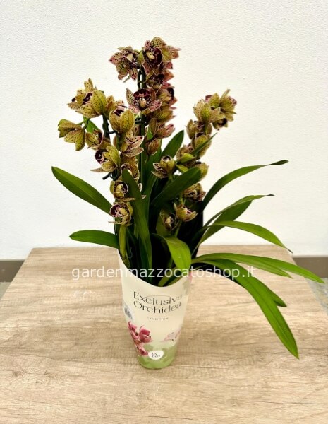 CYMBIDIUM RARO MAGIC BIRD CONFEZIONATO