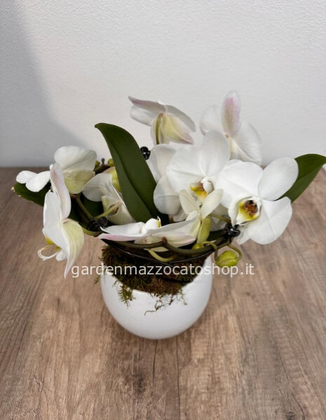 ORCHIDEA A CERCHIO BIANCA
