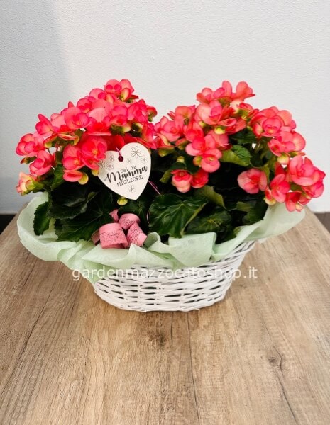 CESTINO CON BEGONIE IN TEMA MAMMA O ALTRO (DA SPECIFICARE NELLE NOTE)