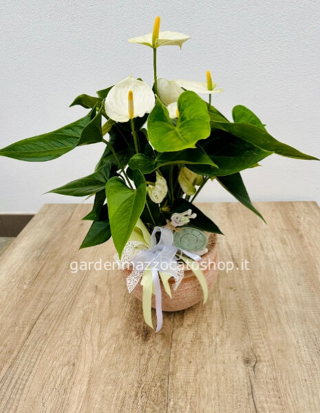 Pianta di Anthurium su vaso in Terra Cotta fatto a Mano