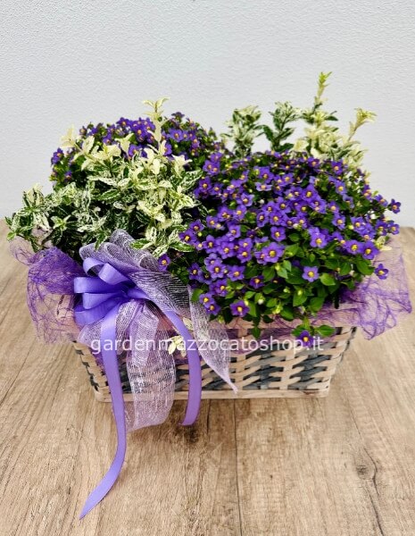 Cestino con Exacum e Euonymus