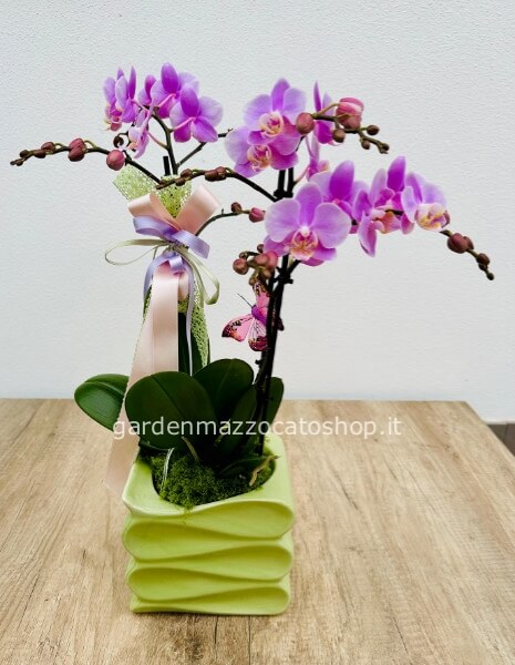 Orchidea multifiore con vaso di ceramica a Libro
