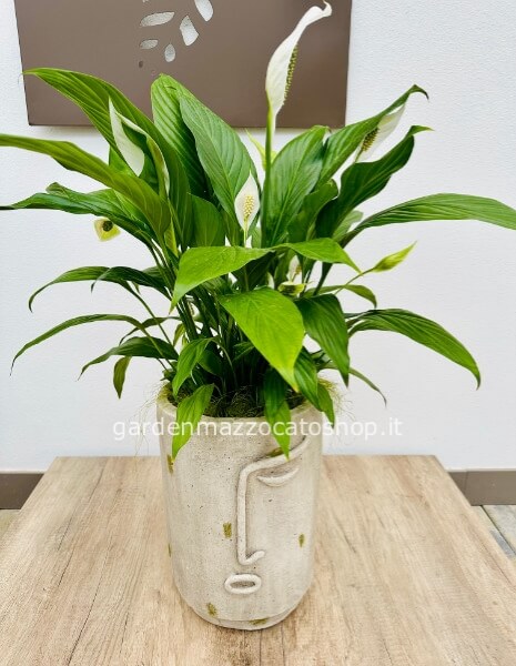 Vaso Viso con Spathiphyllum confezionato