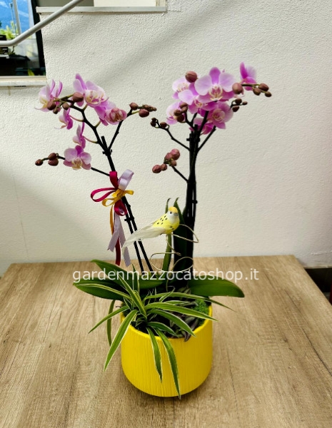Orchidea + piante miste verdi con vaso in ceramica