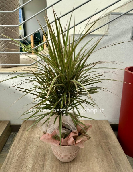 Dracaena con vaso in terra cotta lavorata