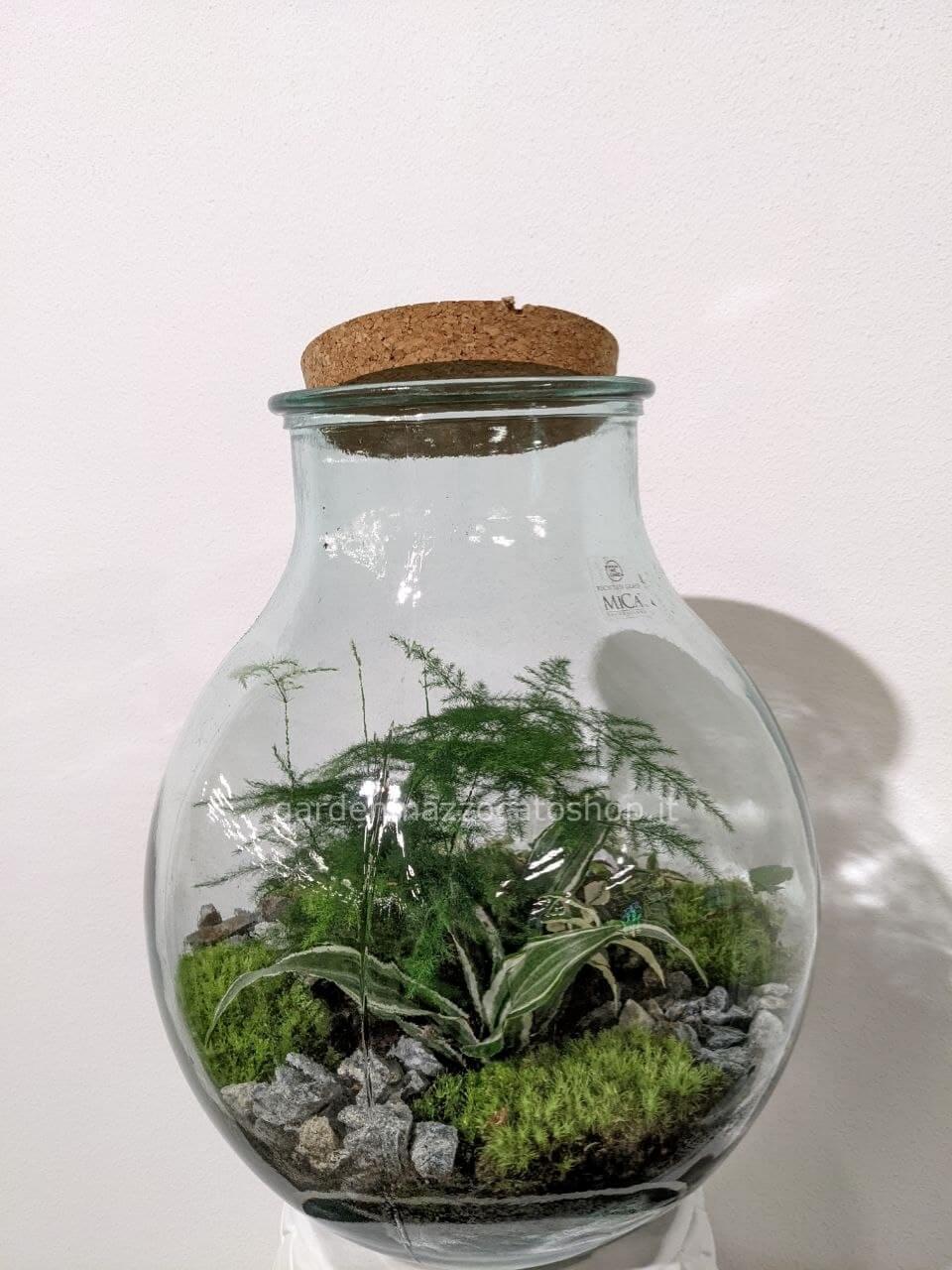 Vuoi acquistare un terrario di piante? Piante in vaso di vetro